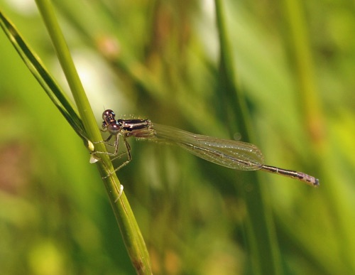 Male, teneral
2013_05_12_Floyd